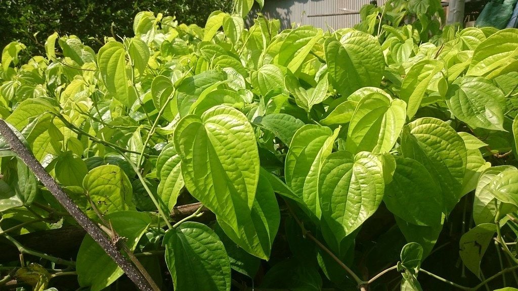 Dược phẩm VERA SUNSHINE