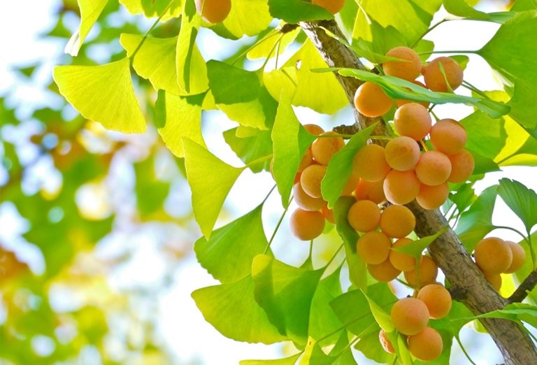 Dược phẩm VERA SUNSHINE