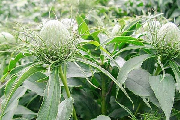 Dược phẩm VERA SUNSHINE