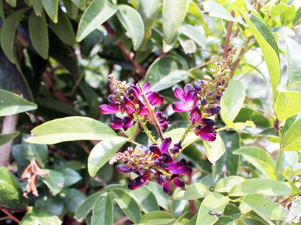 Dược phẩm VERA SUNSHINE