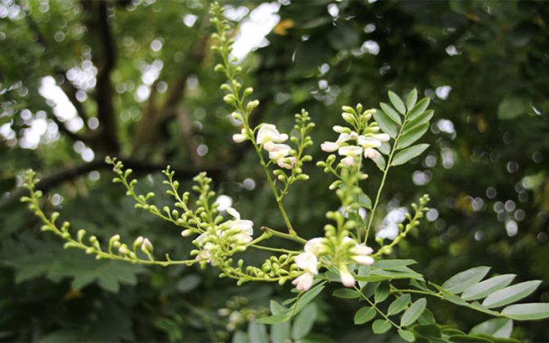 Dược phẩm VERA SUNSHINE