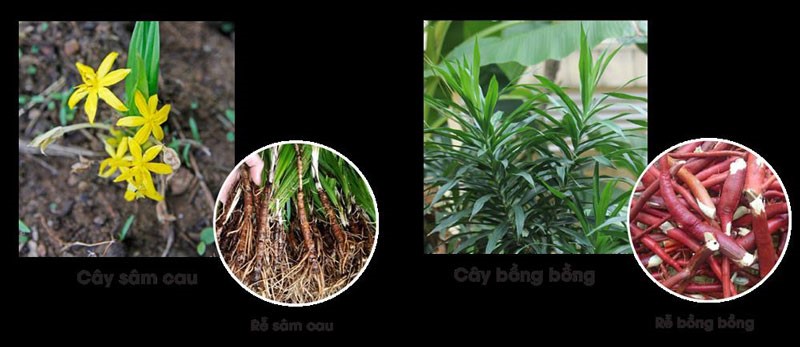 Dược phẩm VERA SUNSHINE