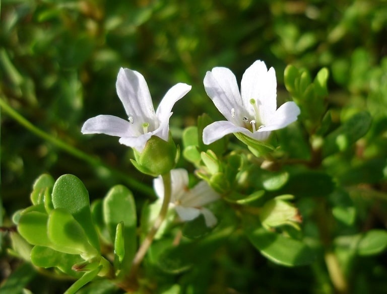 Dược phẩm VERA SUNSHINE