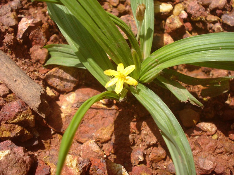 Dược phẩm VERA SUNSHINE