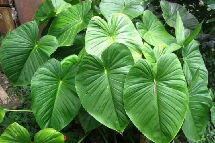 Dược phẩm VERA SUNSHINE