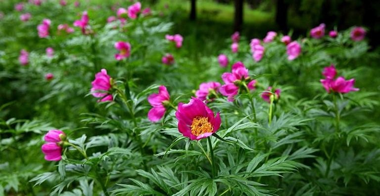 Dược phẩm VERA SUNSHINE