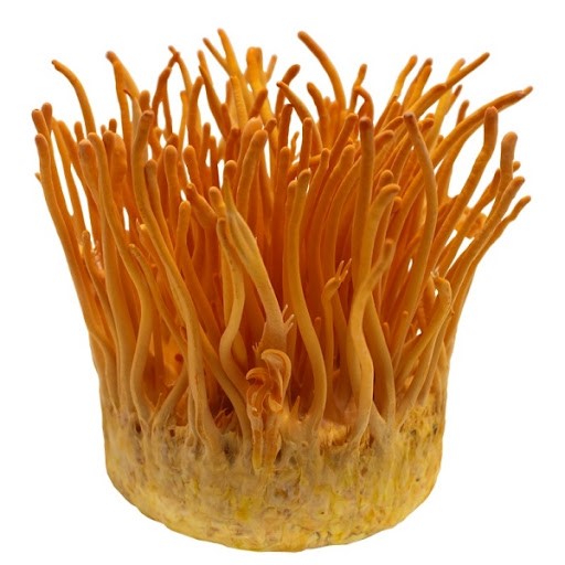 Dược phẩm VERA SUNSHINE