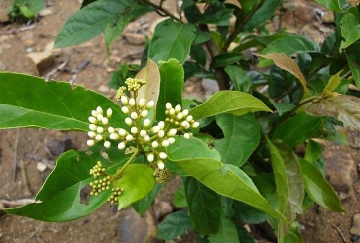 Dược phẩm VERA SUNSHINE