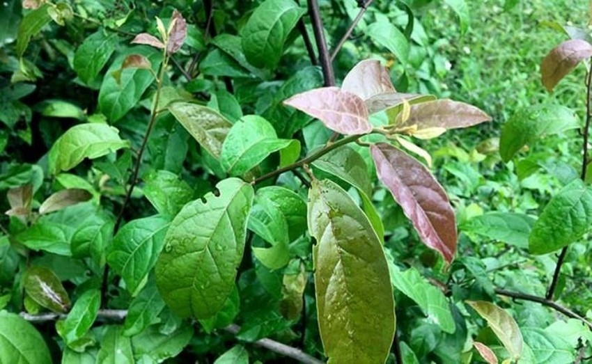 Dược phẩm VERA SUNSHINE